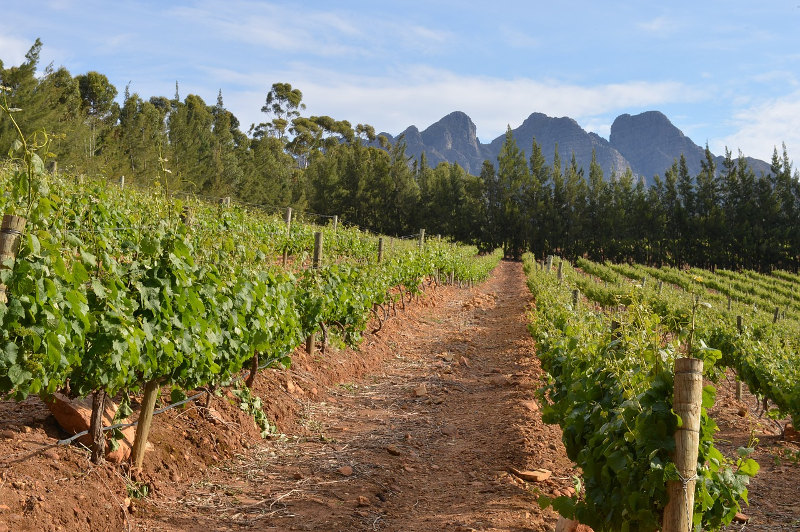 vineyard-cape-town